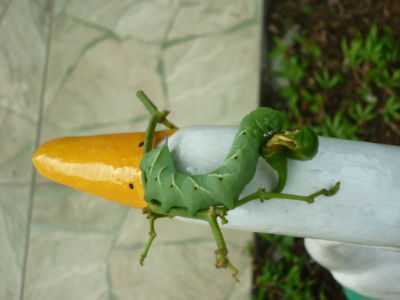 Por que uma lagarta come pimenta