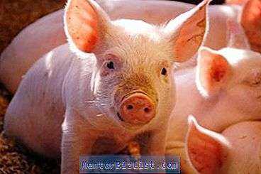 Pré-misturas populares para porcos