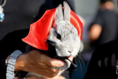 Quais raças de coelhos são compatíveis para reprodução?