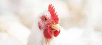 Quais vitaminas são necessárias para o crescimento de frangos de corte