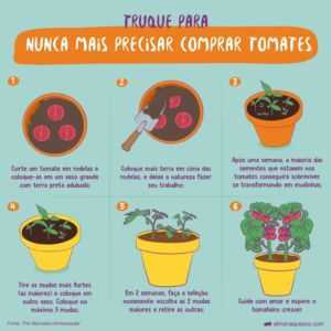 Quando e como plantar tomates com sementes