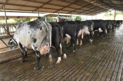Quanto leite uma vaca pode dar por dia, o que afeta a produção de leite?