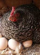 Quantos dias o frango incuba os ovos