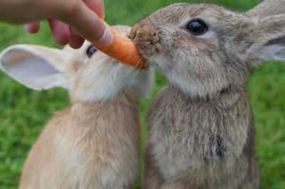 Que alimento do ramo pode ser dado aos coelhos