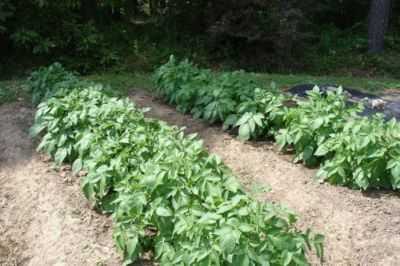 Que culturas podem ser plantadas depois das batatas