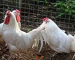 Raça de galinhas russo branco