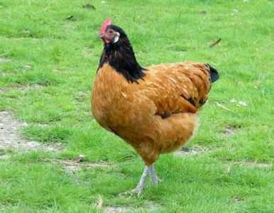 Raça Forverk – galinhas de cor incomum