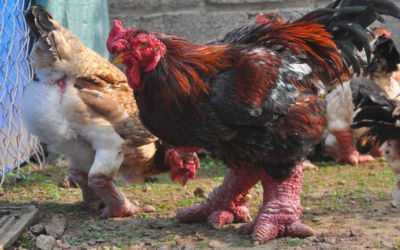 Raças comuns e raras de galinhas