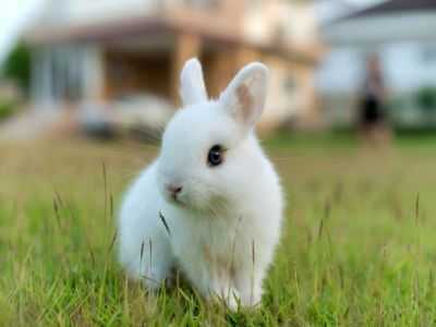 Raças populares de coelhos