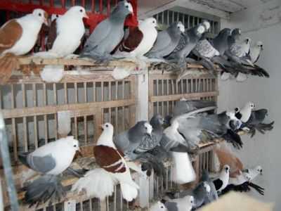Raças populares de pombos