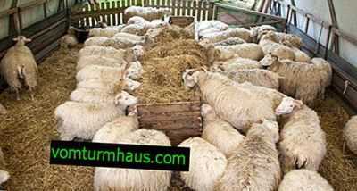Regras básicas para a alimentação de ovinos