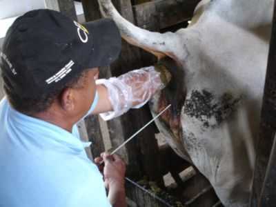 Regras básicas para inseminação artificial de vacas