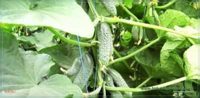 Regras para a imersão de sementes de pepino antes do plantio