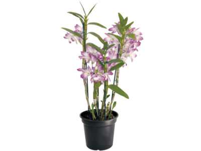 Regras para o cultivo de orquídeas Dendrobium