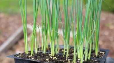 Regras para plantar conjuntos de cebola em campo aberto