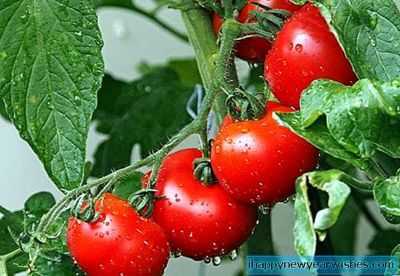 Regras para plantar tomates em março de 2019