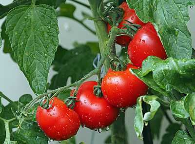 Regras para regar tomates