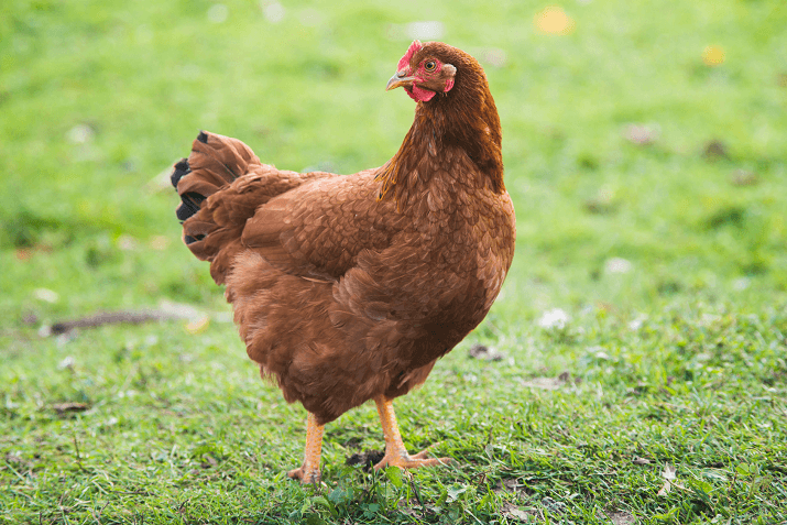 Rhode Island Chicken