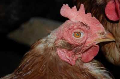 Sintomas da doença de Marek em galinhas