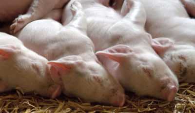 Sintomas e tratamento da sarna em porcos