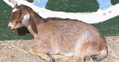 Tratamento de diarréia em cabras em casa