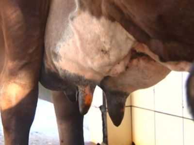 Tratamento de feridas no úbere de uma vaca