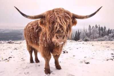 Vacas das montanhas ou terras altas da Escócia