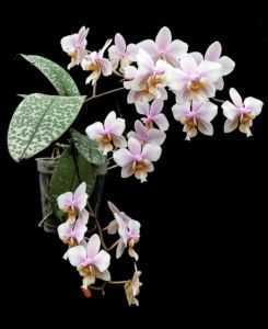 Variedade de orquídeas Phalaenopsis Cascade