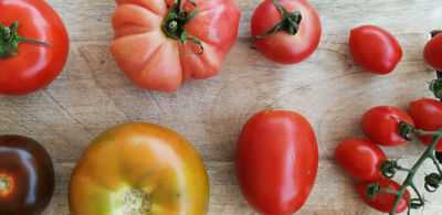 Variedade de presente real de tomate