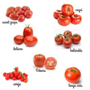 Variedade de tomate caqui
