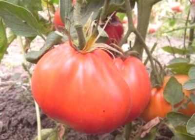 Variedade de tomate Puzata Hata