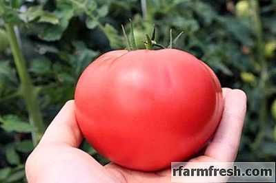Variedades características de tomate Presente para uma mulher