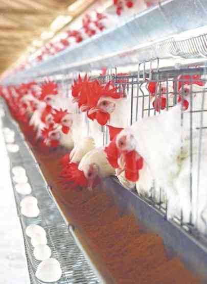 Recomendações para manter galinhas poedeiras em gaiolas