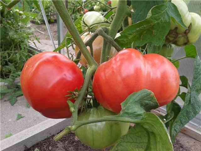 Características das variedades de Tomate Grandma’s Secret