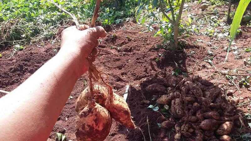 Como obter uma boa colheita de batata