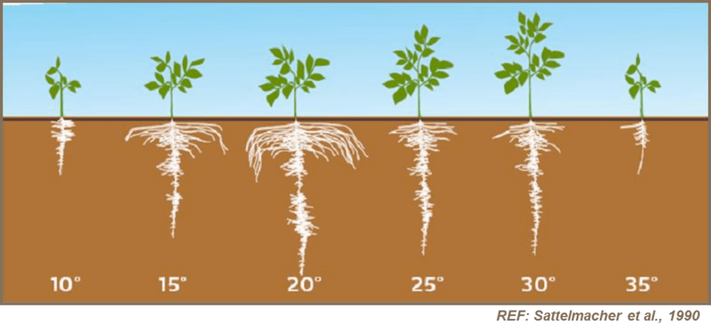 Temperatura recomendada do solo para o plantio de batatas