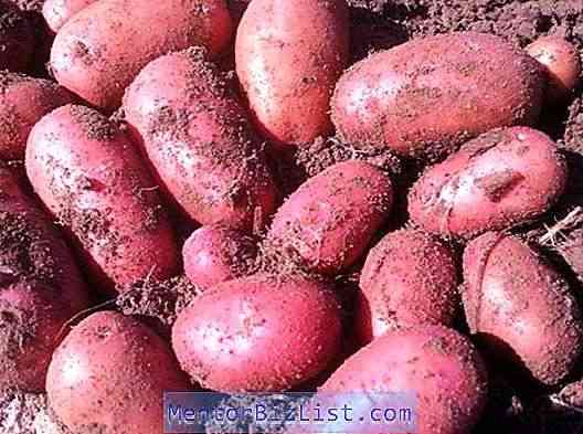 Descrição de batatas Red Lady
