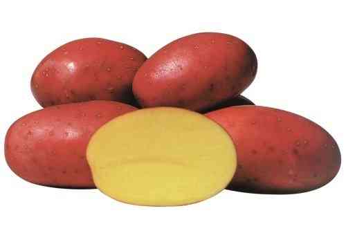 Laura batatas
