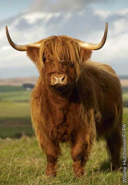 Qualidades incomuns de uma vaca escocesa