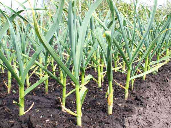 Variedades e regras para o plantio de cebola nos subúrbios