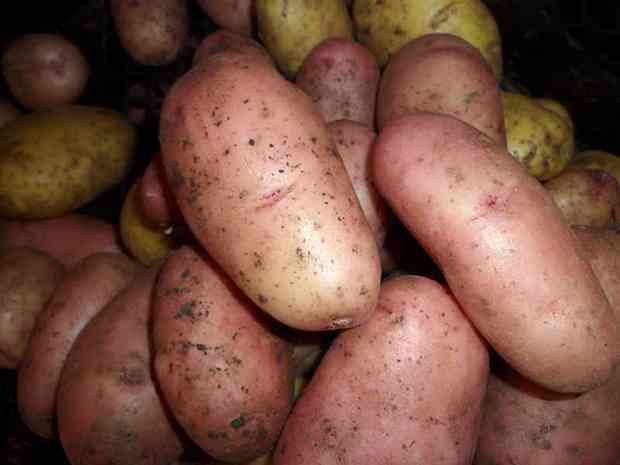 Melhores variedades de batata para a região noroeste