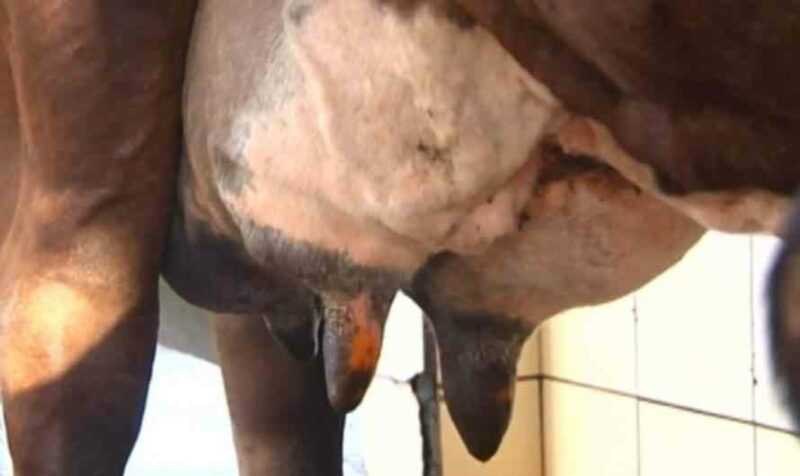 Métodos para tratar verrugas no úbere de uma vaca leiteira