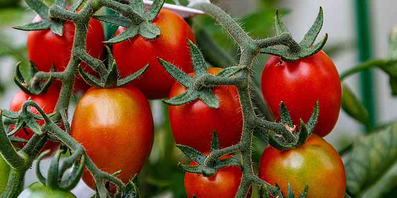 Como alimentar tomates durante a frutificação