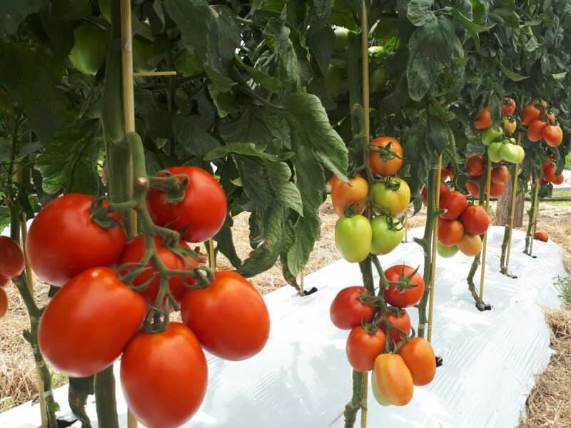 Como e como mulch tomates