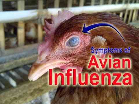 Gripe aviária em galinhas e galos