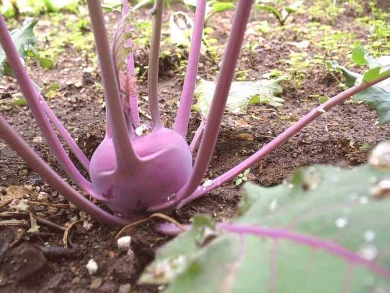 Características do cultivo de repolho de couve-rábano