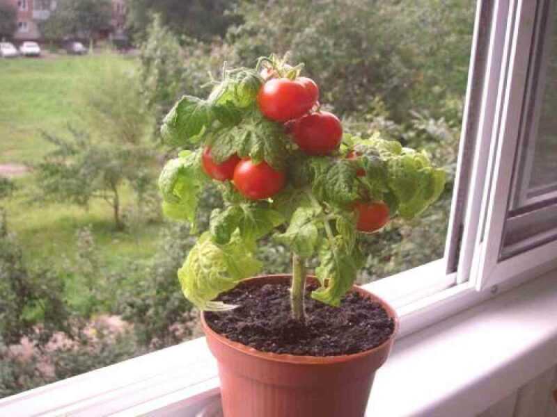Cultivo de tomate cereja na varanda e no peitoril da janela