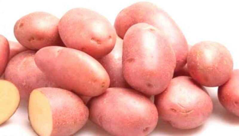 Descrição das variedades de batata para a Terra Negra