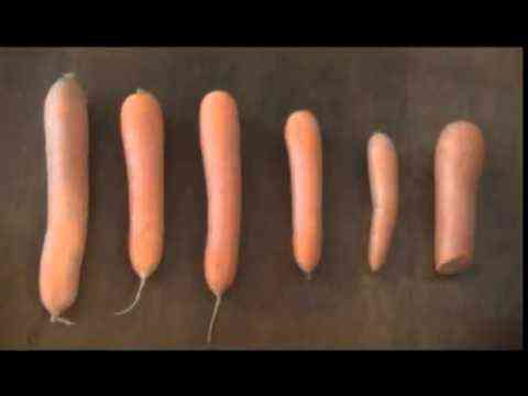 Uma variedade híbrida de cenouras Dordogne f1