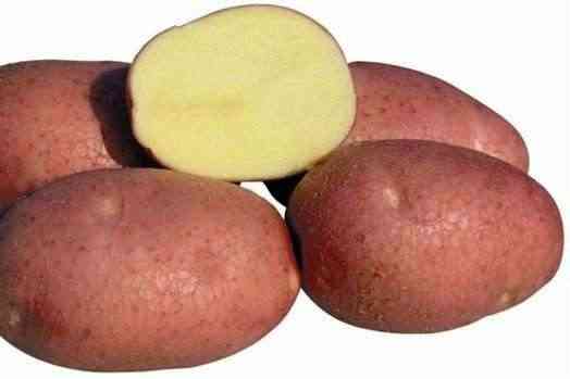 Características das batatas Bellarosa